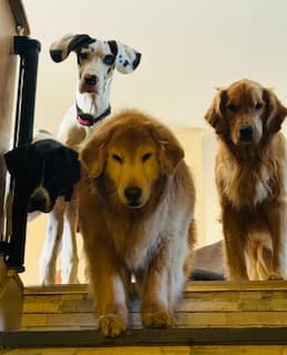 Two golden retrievers and two spotted dogs peer down from the top of a staircase.