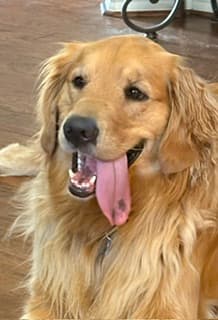 Smiling golden retriever with its long tongue hanging out, showing a small dark spot.