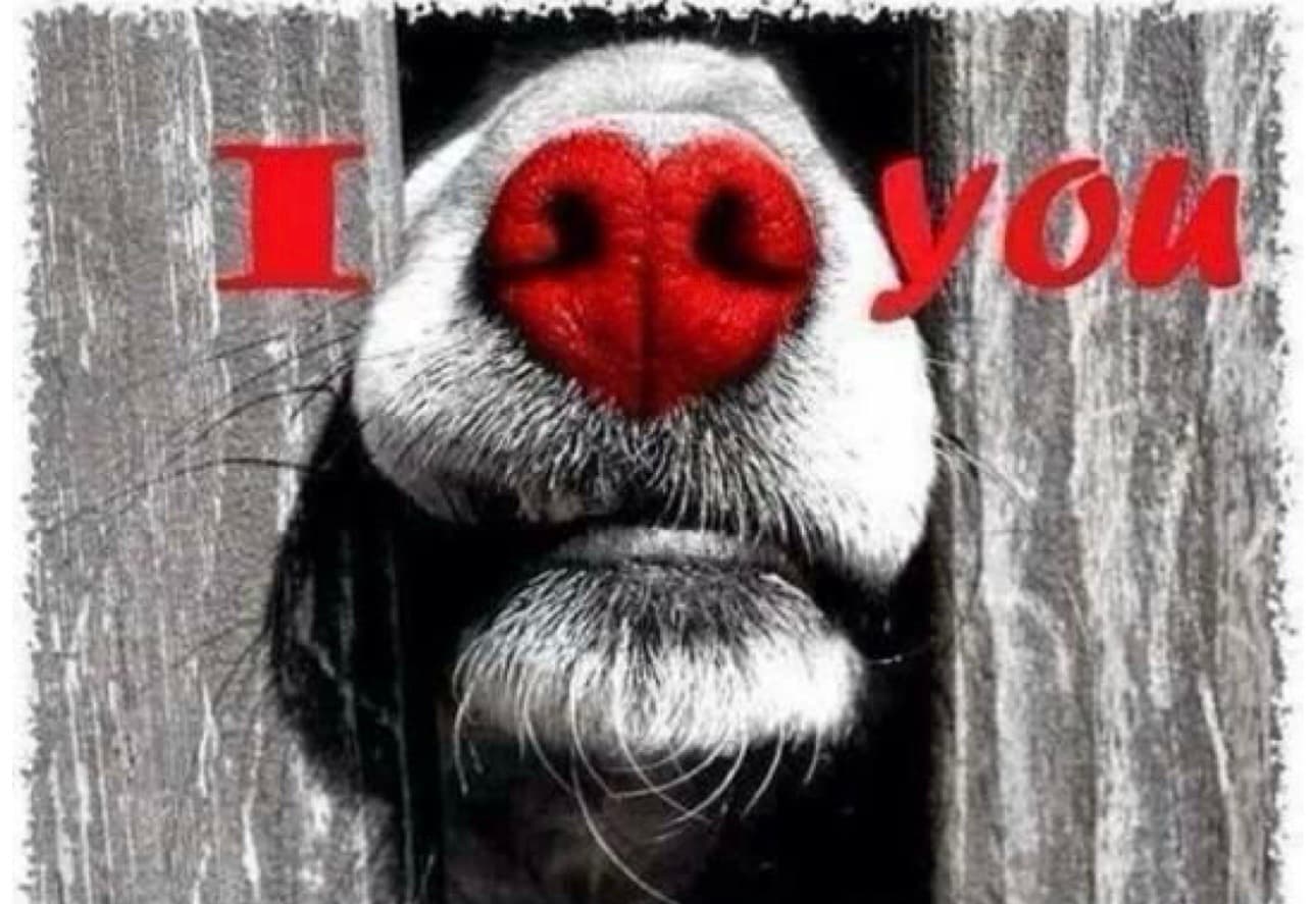 Dog's red heart-shaped nose peeking through a fence, between the words 'I' and 'you'.