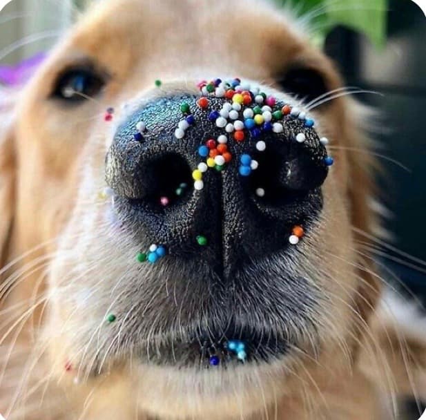Close-up of a golden retriever's nose covered in many small, vibrant, multi-colored round sprinkles.