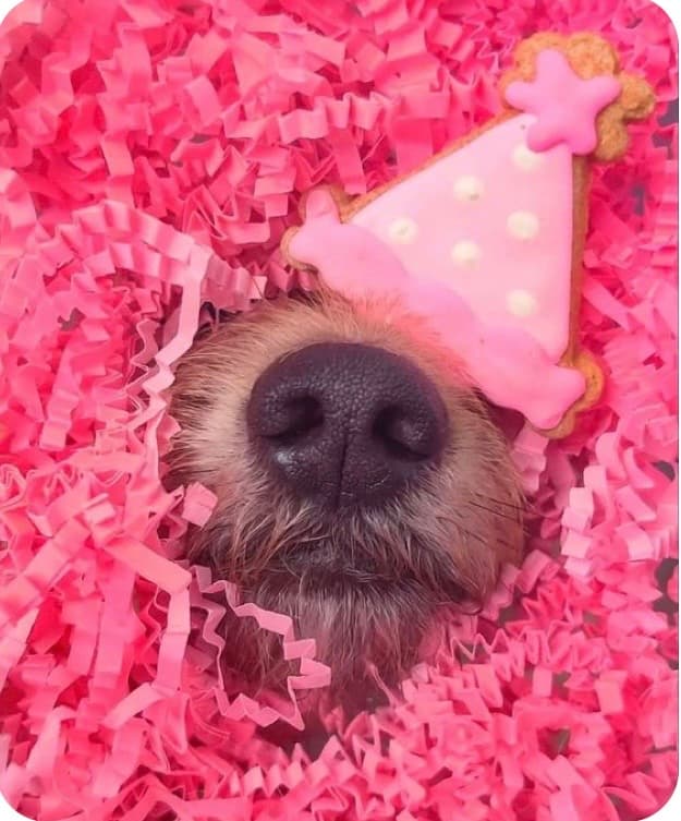 Scruffy dog nose peeking through pink shredded paper with a pink party hat cookie.