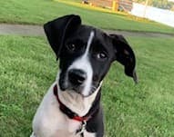 Black and white dog with floppy ears and red collar sits on green grass.