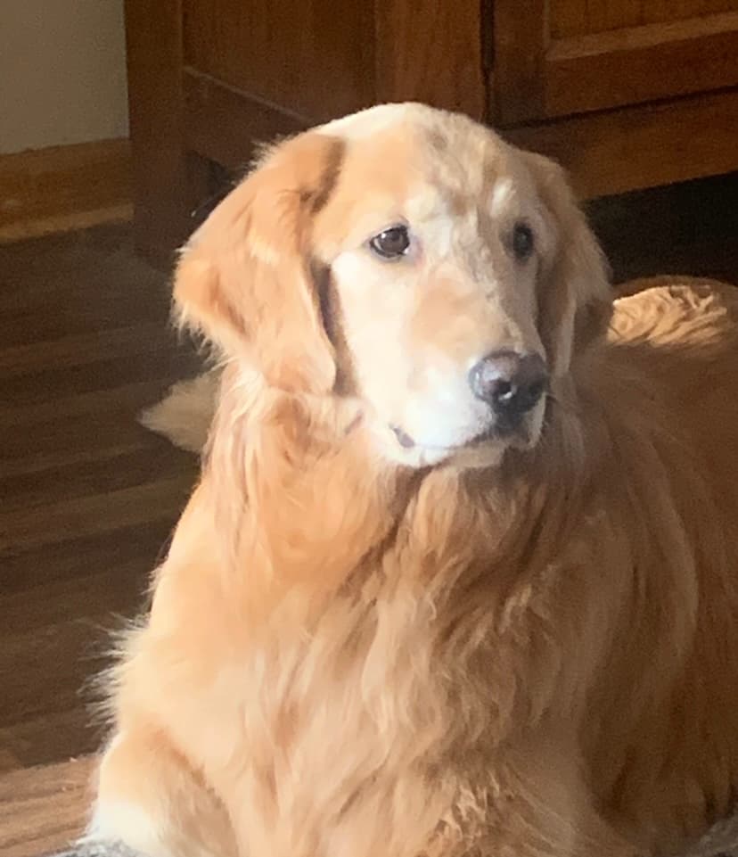 A fluffy golden retriever with soft fur looks calmly to the side while resting indoors.